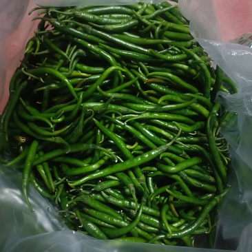 青线椒二荆条