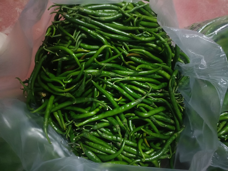 青线椒二荆条
