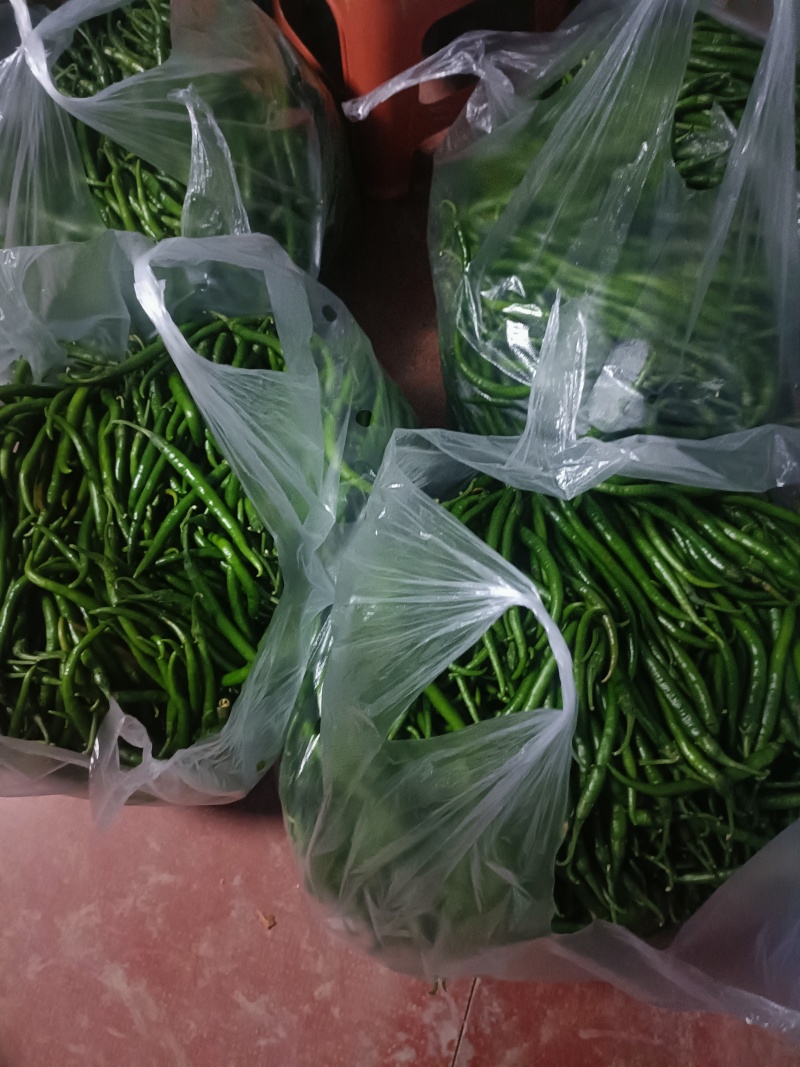 青线椒二荆条