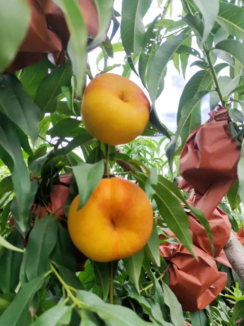 黄金油蟠桃