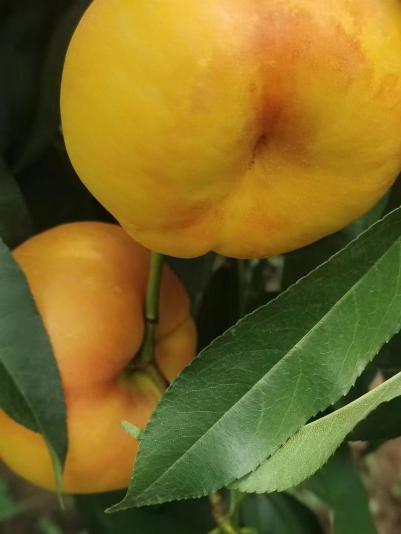 黄金油蟠桃