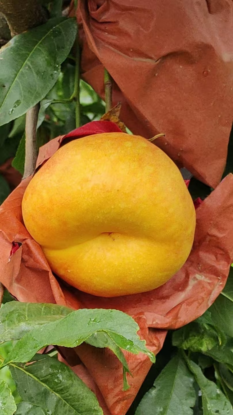 黄金油蟠桃