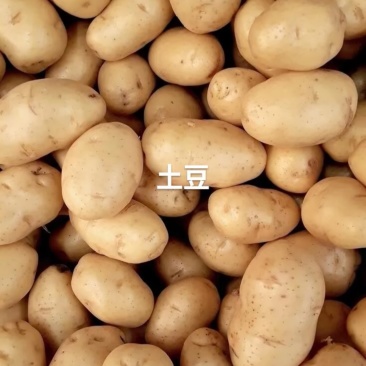 沃土土豆