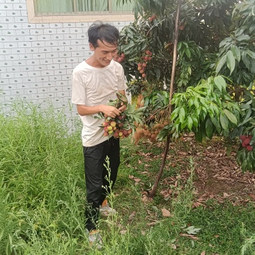 合江广东妃子笑荔枝