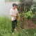 合江广东妃子笑荔枝