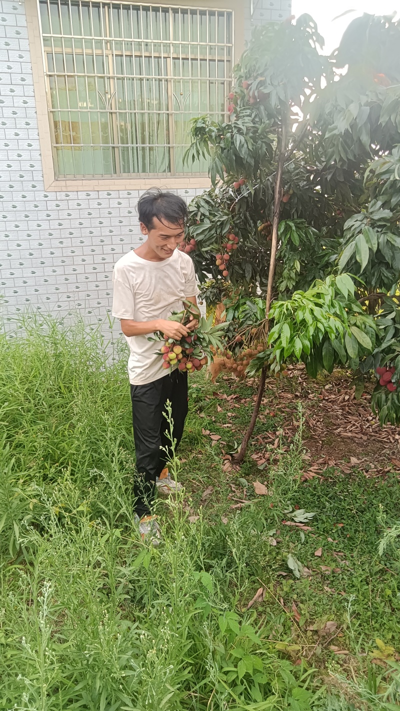 合江广东妃子笑荔枝