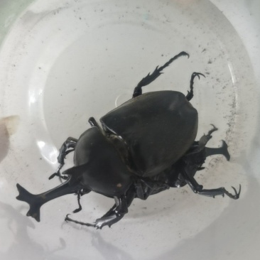 独角仙