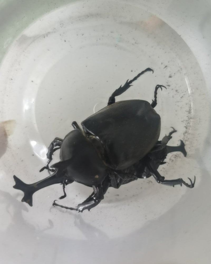 独角仙