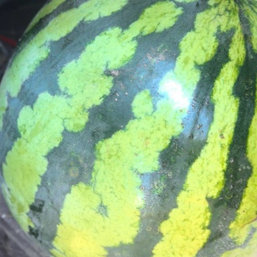 美都麒麟西瓜