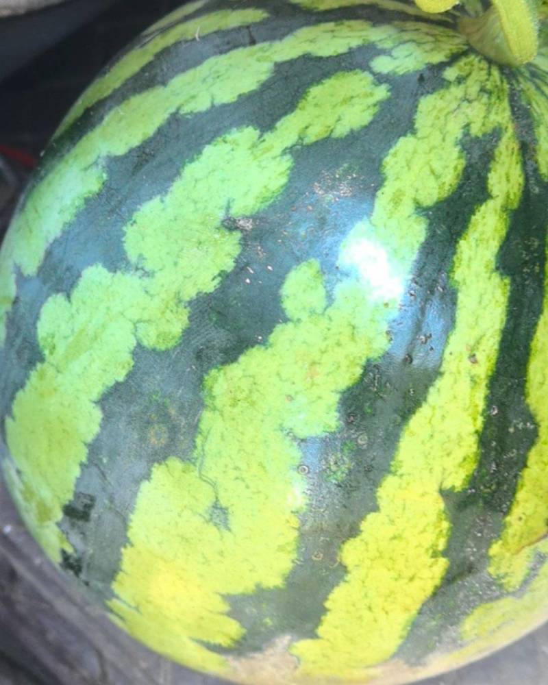 美都麒麟西瓜