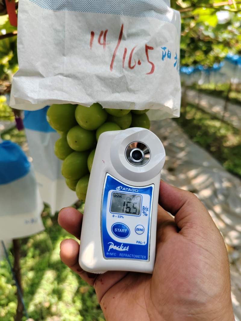 云南弥勒阳光玫瑰