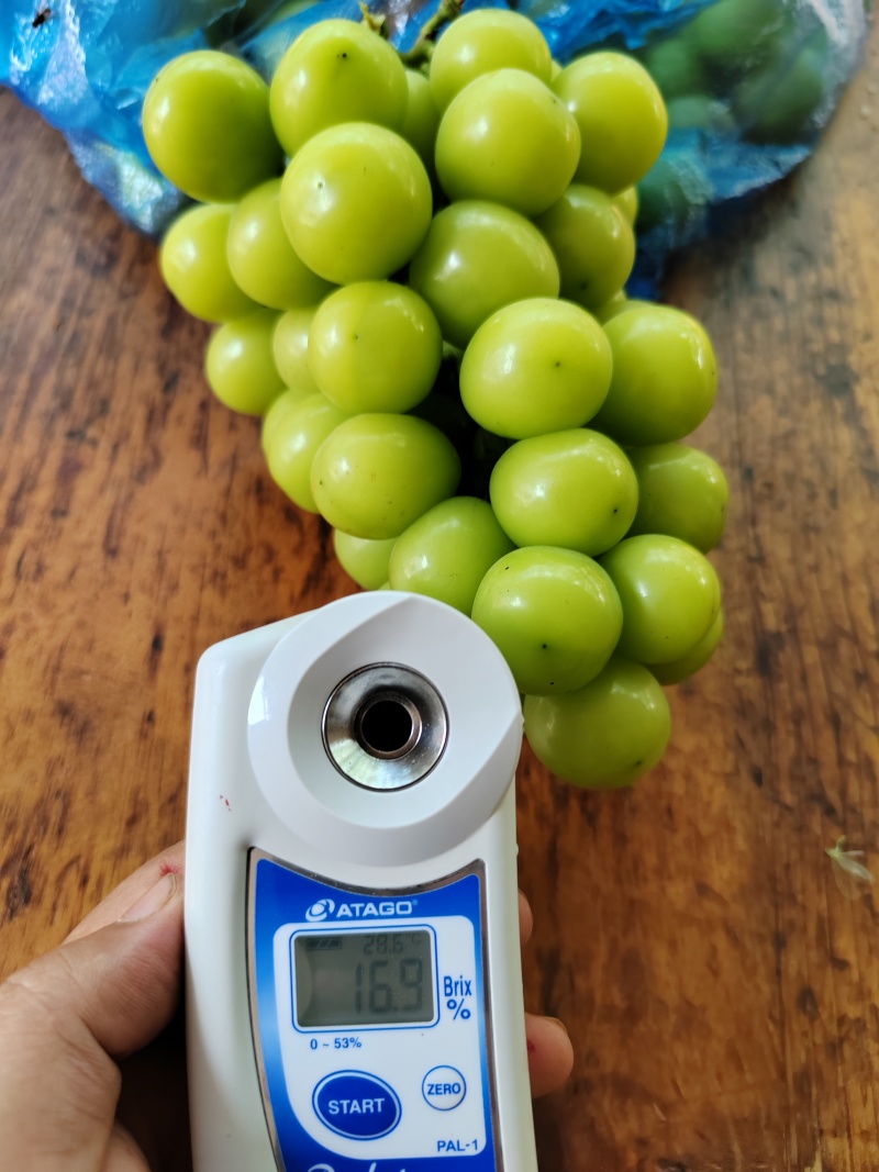 云南弥勒阳光玫瑰