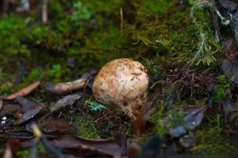 林芝野生松茸