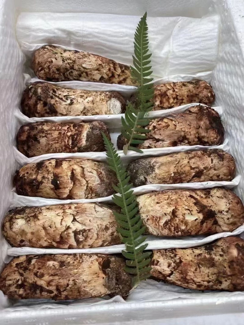 林芝野生松茸
