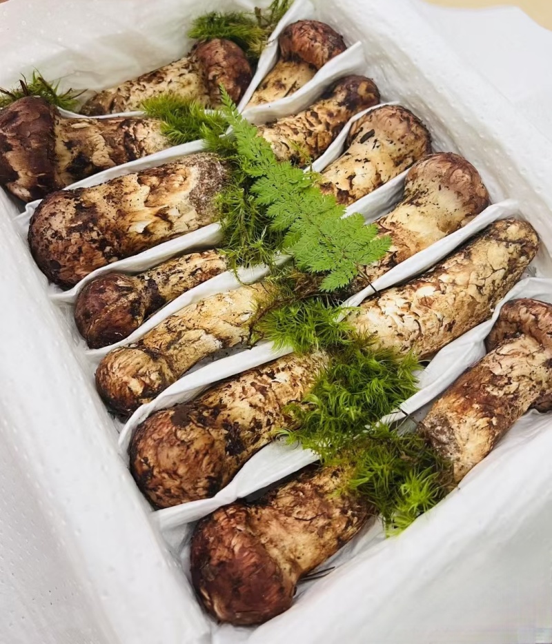 林芝野生松茸