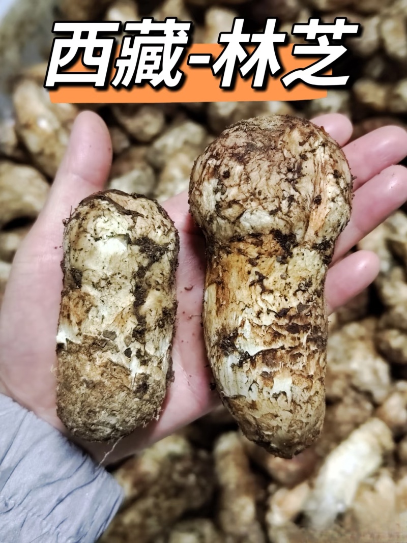 林芝野生松茸
