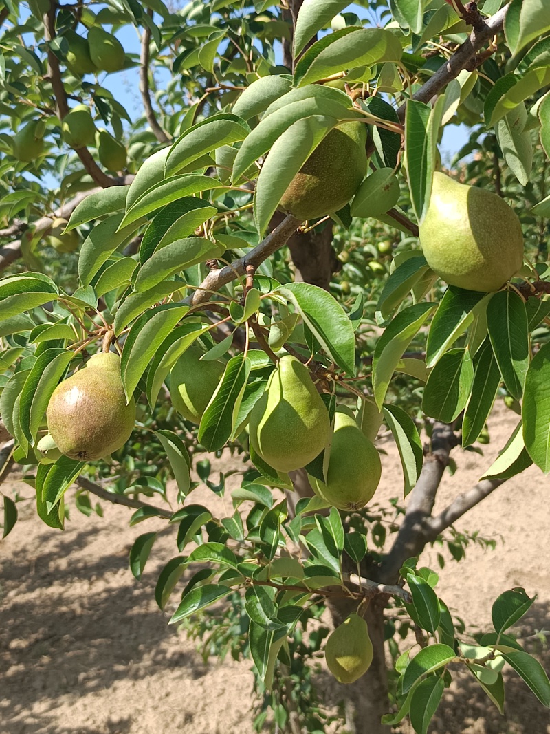 甘肃庆阳香蕉梨