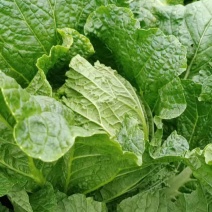 自家冷棚种植黄心大白菜无虫无农药化肥