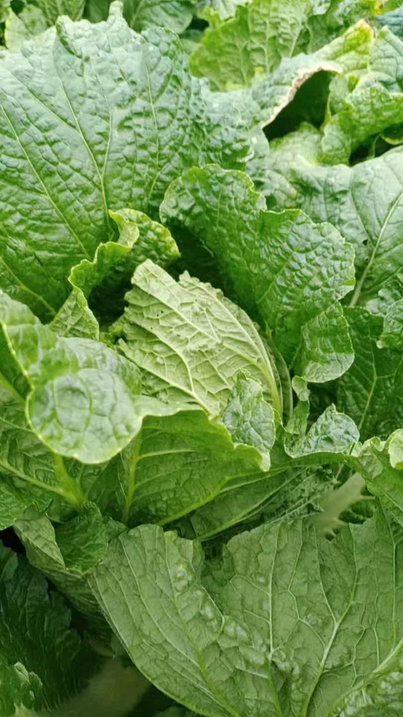 自家冷棚种植黄心大白菜无虫无农药化肥