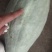 贵族南瓜