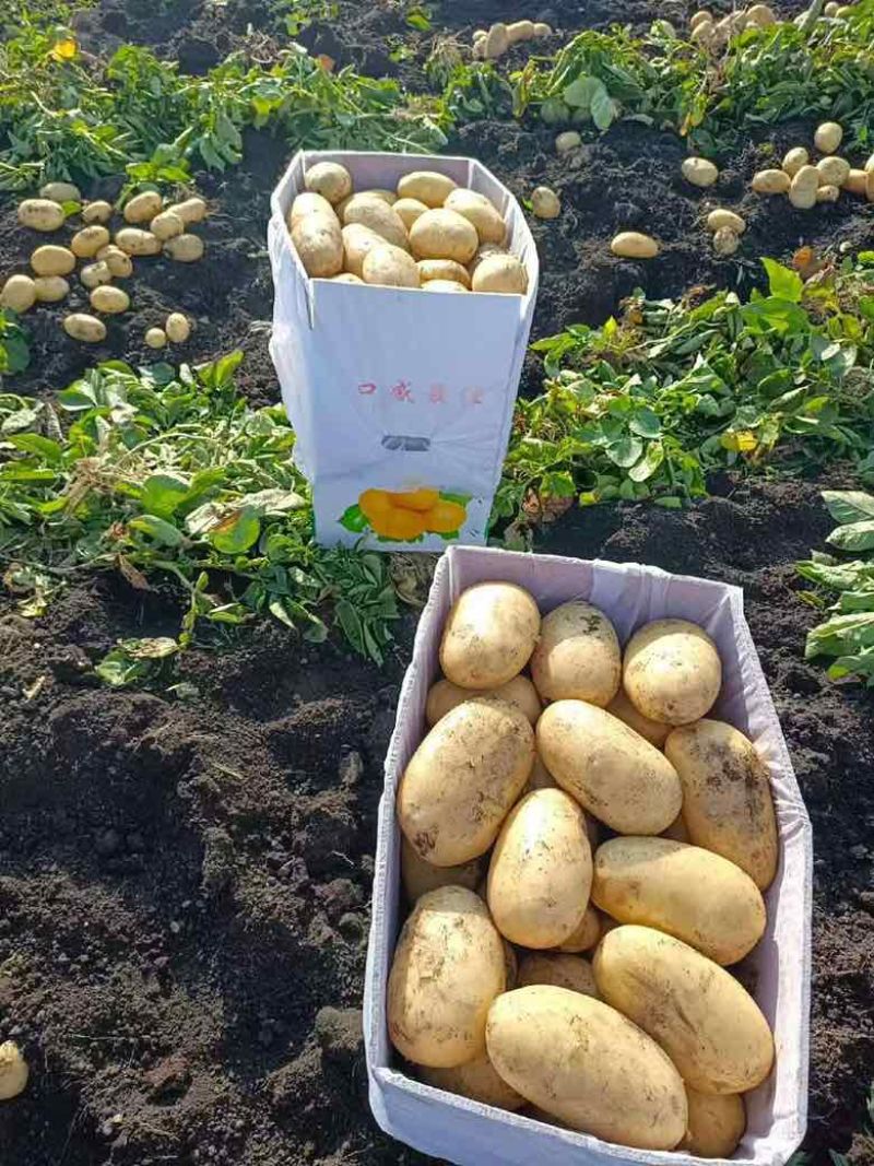 高山黄心土豆已大量上市，需要的老板欢迎订购