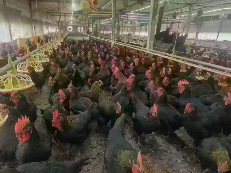 广‮南西‬宁，桂林，玉林，贺‮黑州‬凤项鸡