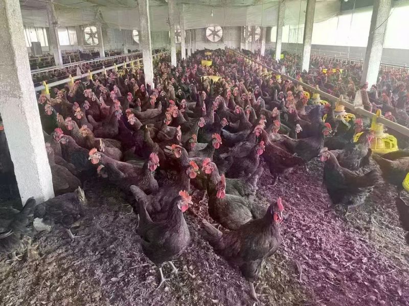 广‮南西‬宁，桂林，玉林，贺‮黑州‬凤项鸡