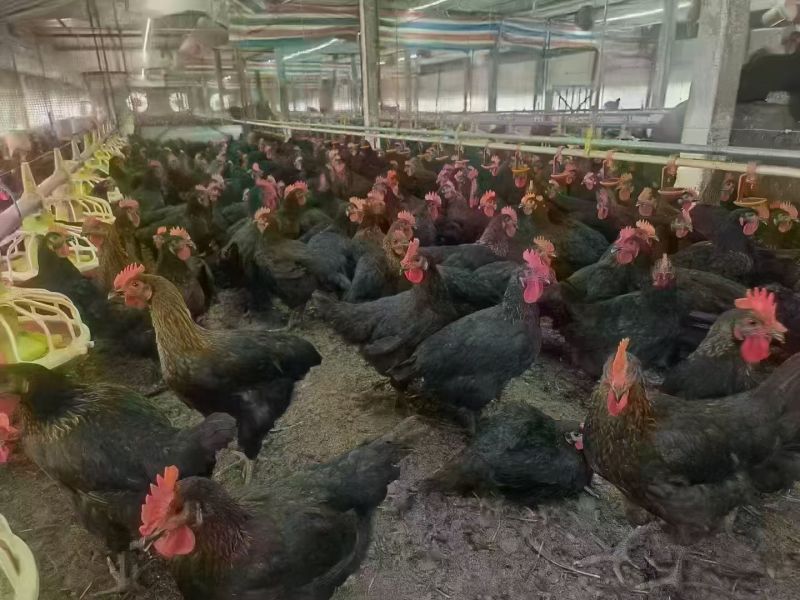 广‮南西‬宁，桂林，玉林，贺‮黑州‬凤项鸡