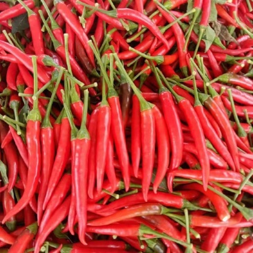 辣椒🌶️