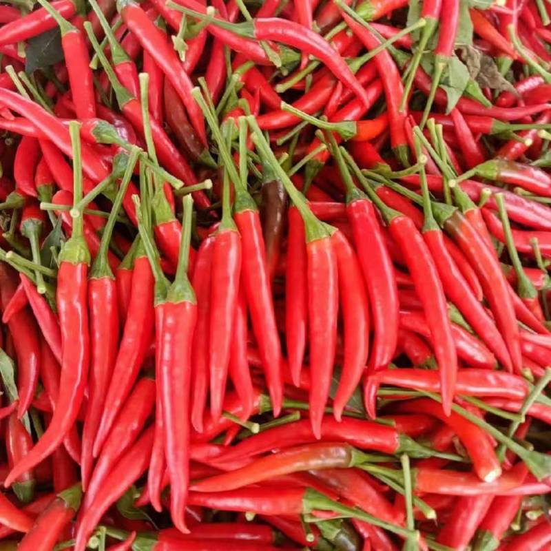辣椒🌶️
