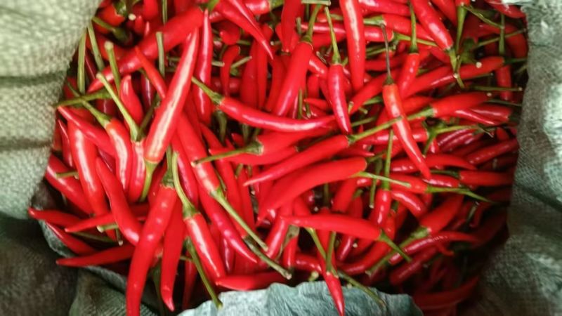 辣椒🌶️