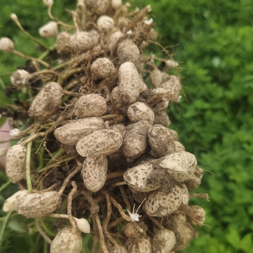 罗汉果鲜花生