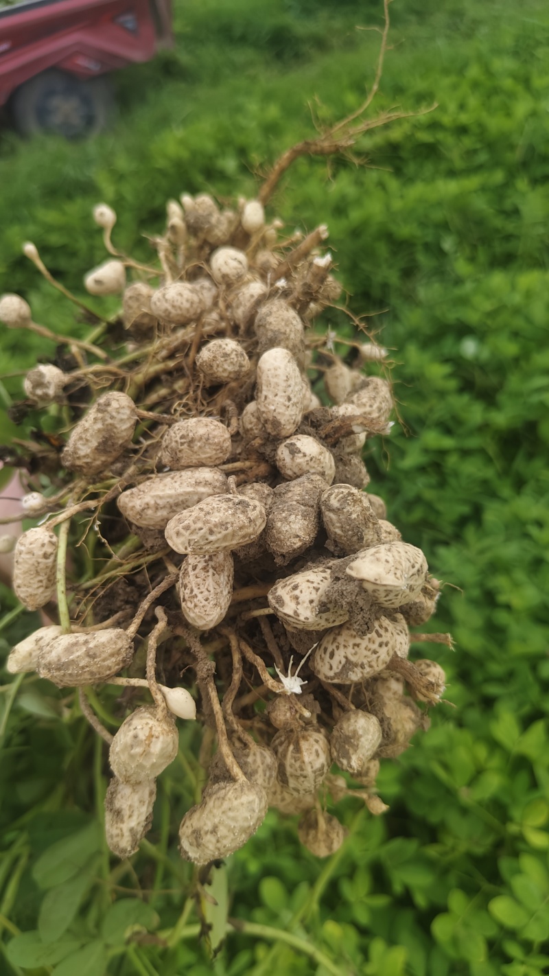罗汉果鲜花生