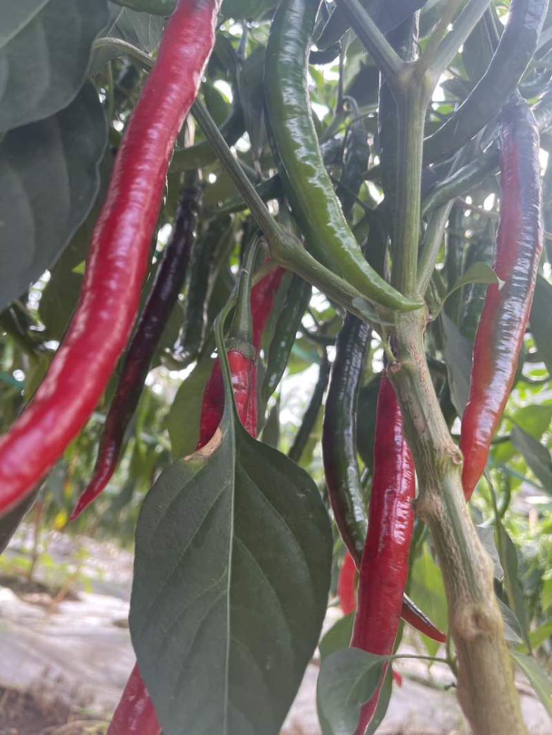二荆条红辣椒