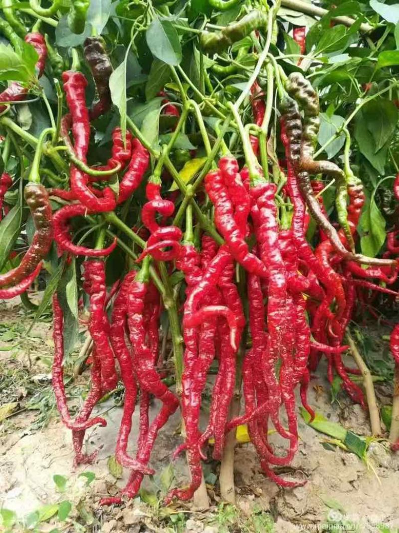 自产甘谷辣椒，天椒24号，种植面积2500亩，大量出