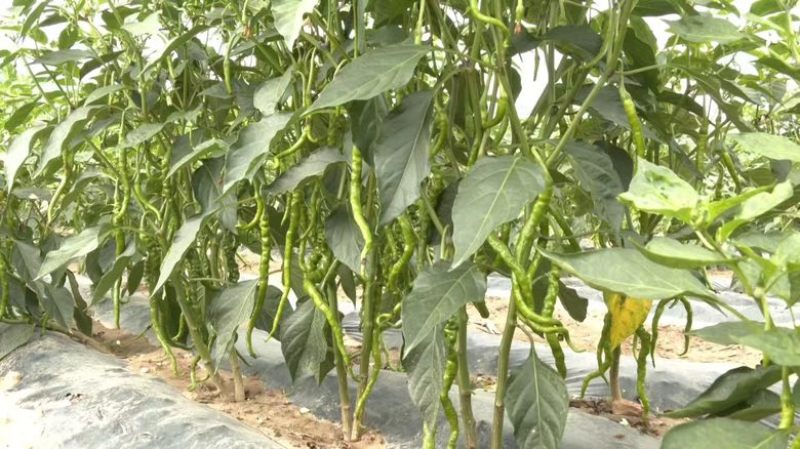 自产甘谷辣椒，天椒24号，种植面积2500亩，大量出
