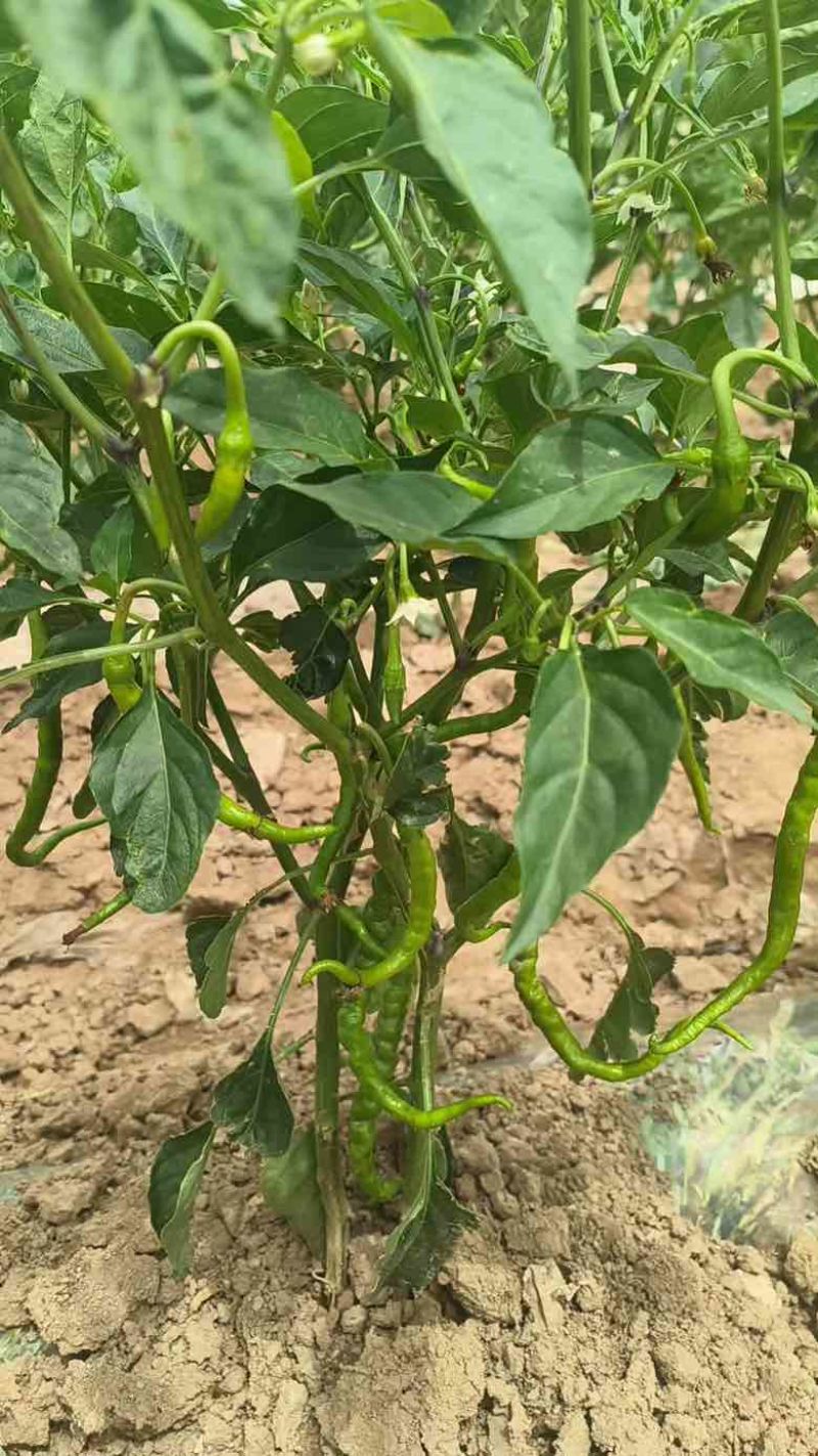 自产甘谷辣椒，天椒24号，种植面积2500亩，大量出