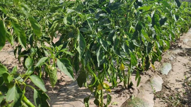 自产甘谷辣椒，天椒24号，种植面积2500亩，大量出