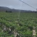 自产甘谷辣椒，天椒24号，种植面积2500亩，大量出