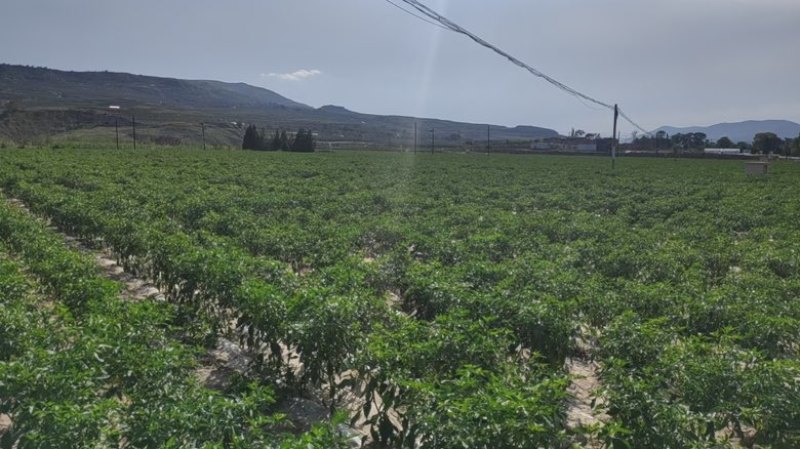 自产甘谷辣椒，天椒24号，种植面积2500亩，大量出