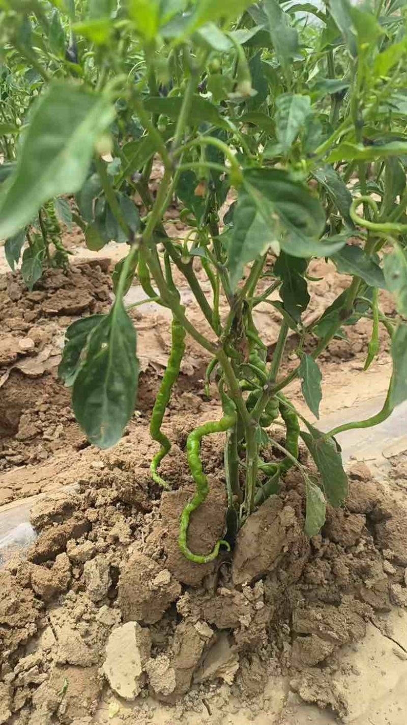 自产甘谷辣椒，天椒24号，种植面积2500亩，大量出