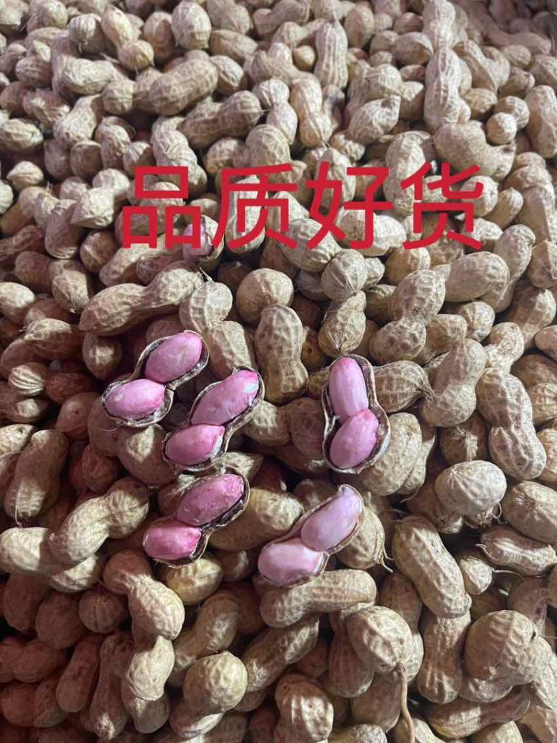 沙地湿花生，干净饱满，价格意想不到