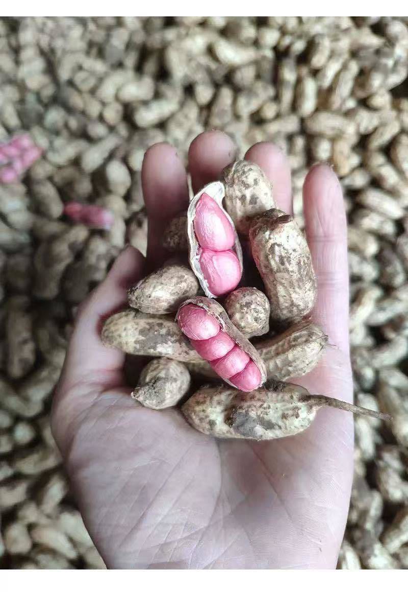 沙地湿花生，干净饱满，价格意想不到