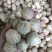 小青柑鲜果大量有货，可以加工小青柑普洱茶