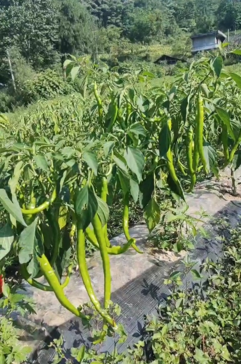 辣椒