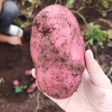 寻甸高山红皮黄心土豆