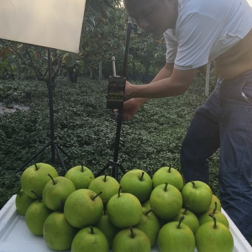 广安华蓥蜜梨翠冠