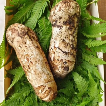 香格里拉鲜松茸