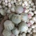茶枝柑鲜果批发，可以加工小青柑普洱茶