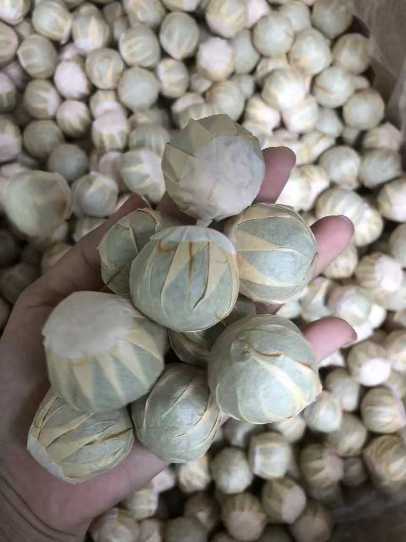 茶枝柑鲜果批发，可以加工小青柑普洱茶